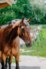 NORTON - Freedom - Bridle saddle - Image 11