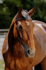 NORTON - Freedom - Bridle saddle - Image 12