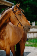 NORTON - Freedom - Bridle saddle - Image 13