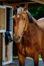 NORTON - Freedom - Bridle saddle - Image 14