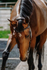 NORTON - Freedom - Bridle saddle - Image 15