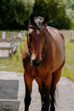 NORTON - Freedom - Bridle saddle - Image 16