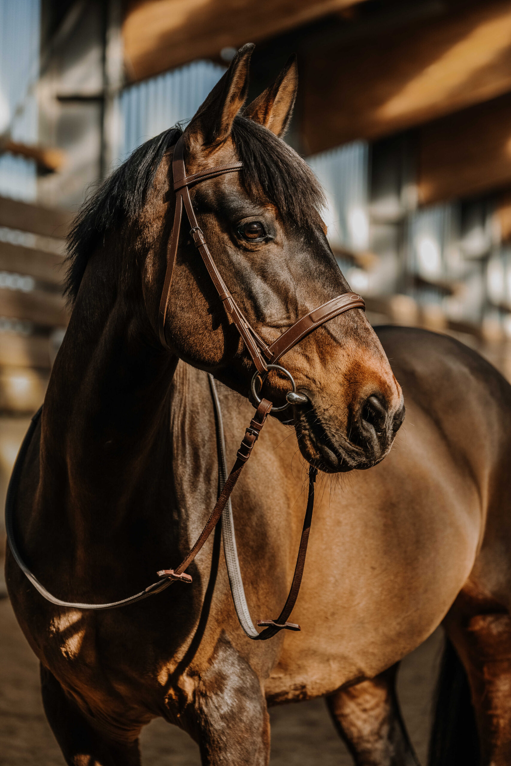 NORTON - Hunter comfy - Bridle