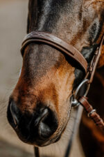 NORTON - Hunter comfy - Bridle - Image 2