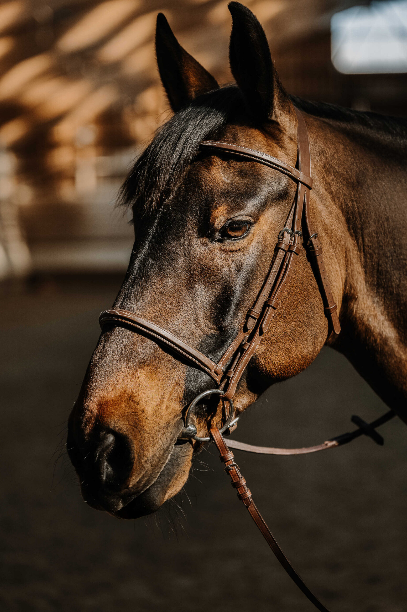 Bridon NORTON - Hunter soft