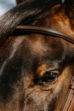 Bridon NORTON - Hunter - Image 3