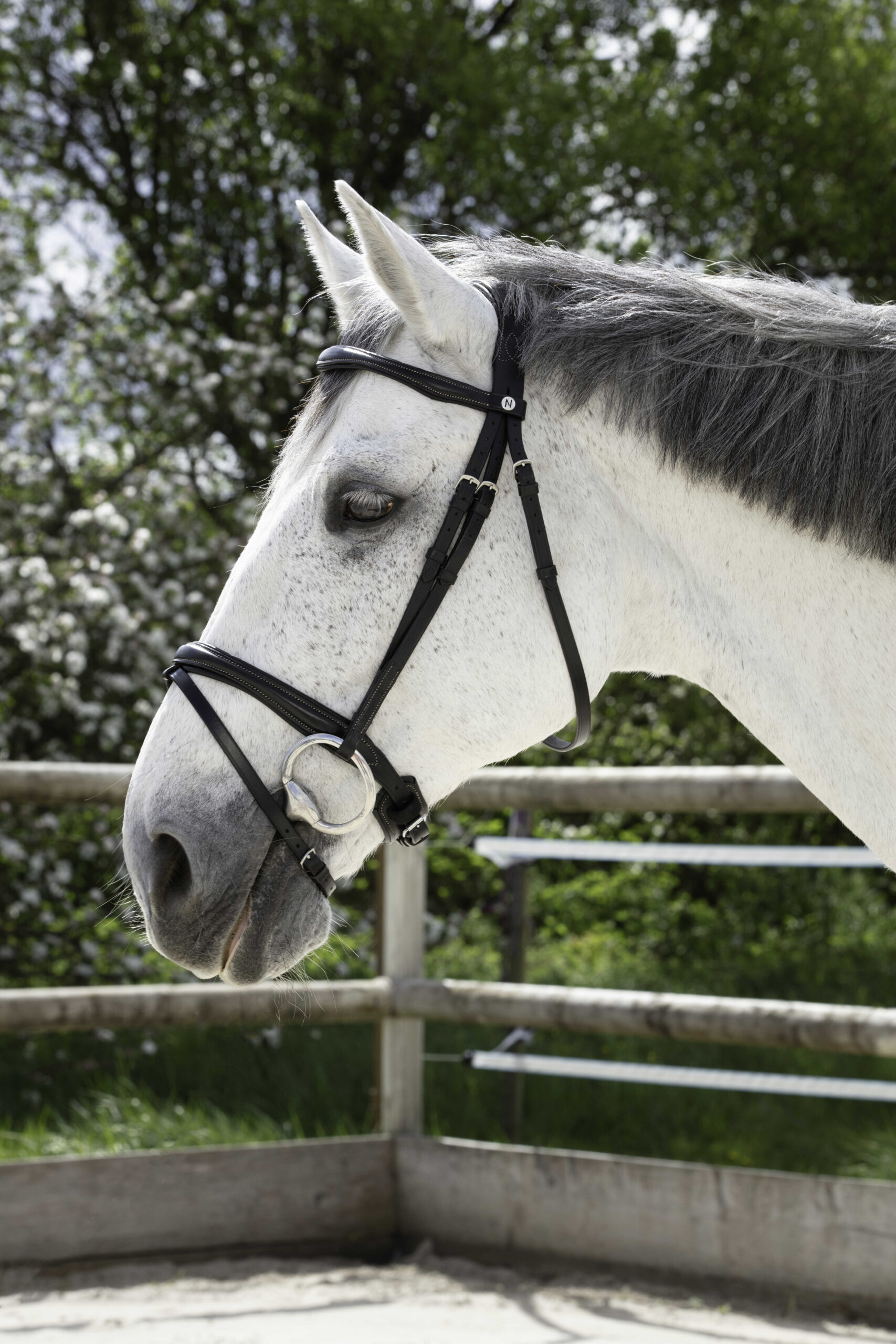 NORTON PRO bridle - combined noseband -
