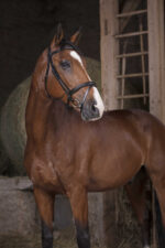 NORTON PRO bridle - combined noseband - - Image 2