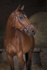 NORTON PRO bridle - combined noseband - - Image 3
