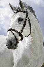 NORTON PRO bridle - combined noseband - - Image 4