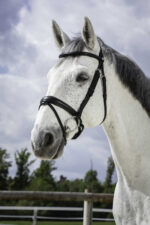 NORTON PRO - Soft - Bridle
