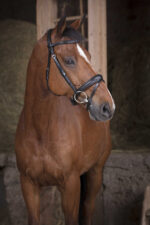 NORTON PRO - Soft - Bridle - Image 2
