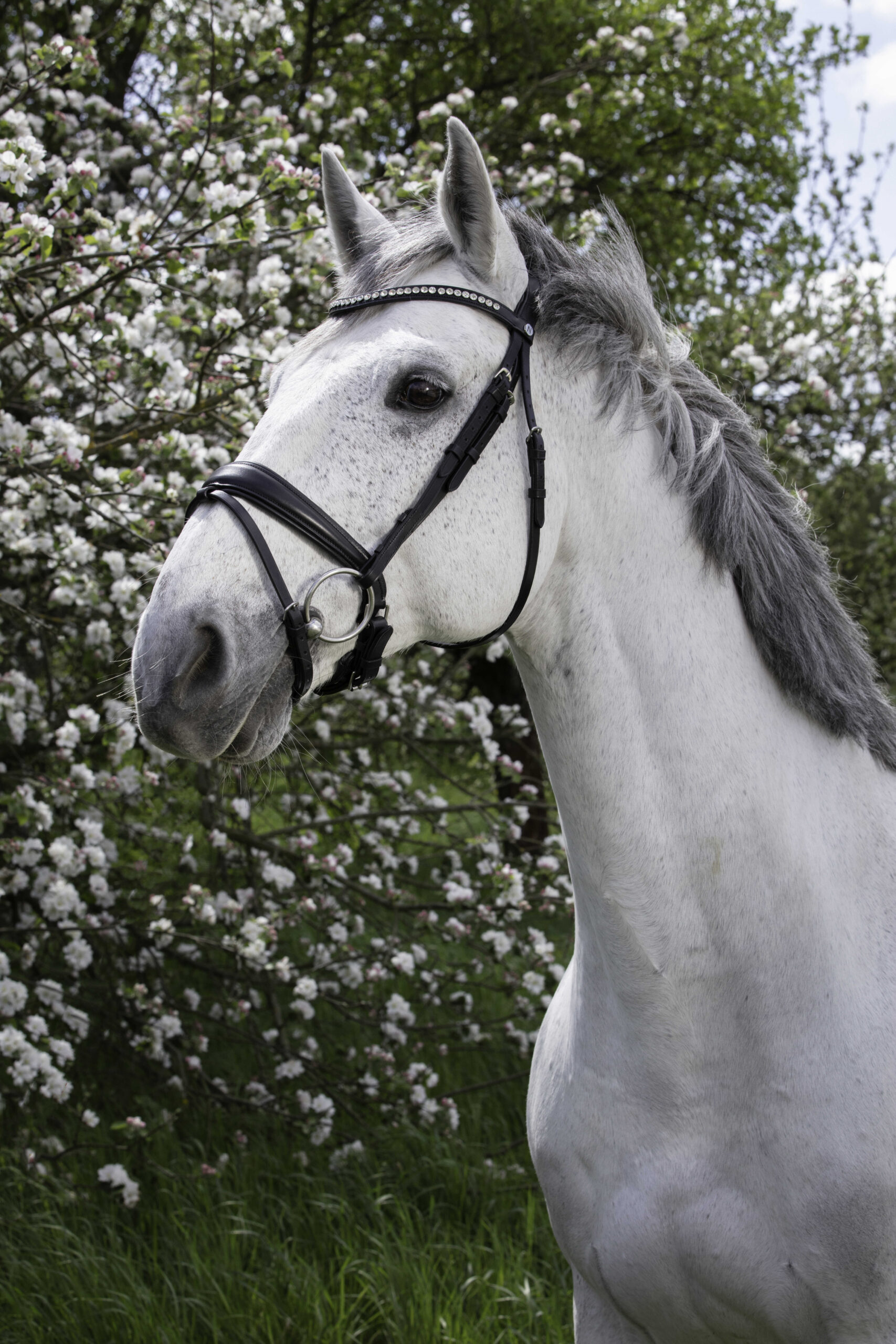 NORTON PRO Stirnriemen - Strass -