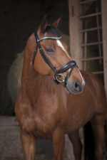 NORTON PRO Stirnriemen - Strass - - Image 2