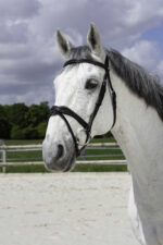 NORTON PRO - Vague - Bridle