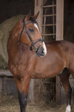 NORTON PRO - Vague - Bridle - Image 2