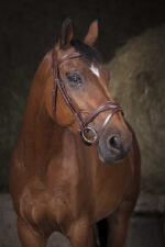 NORTON PRO - Vague - Bridle - Image 3