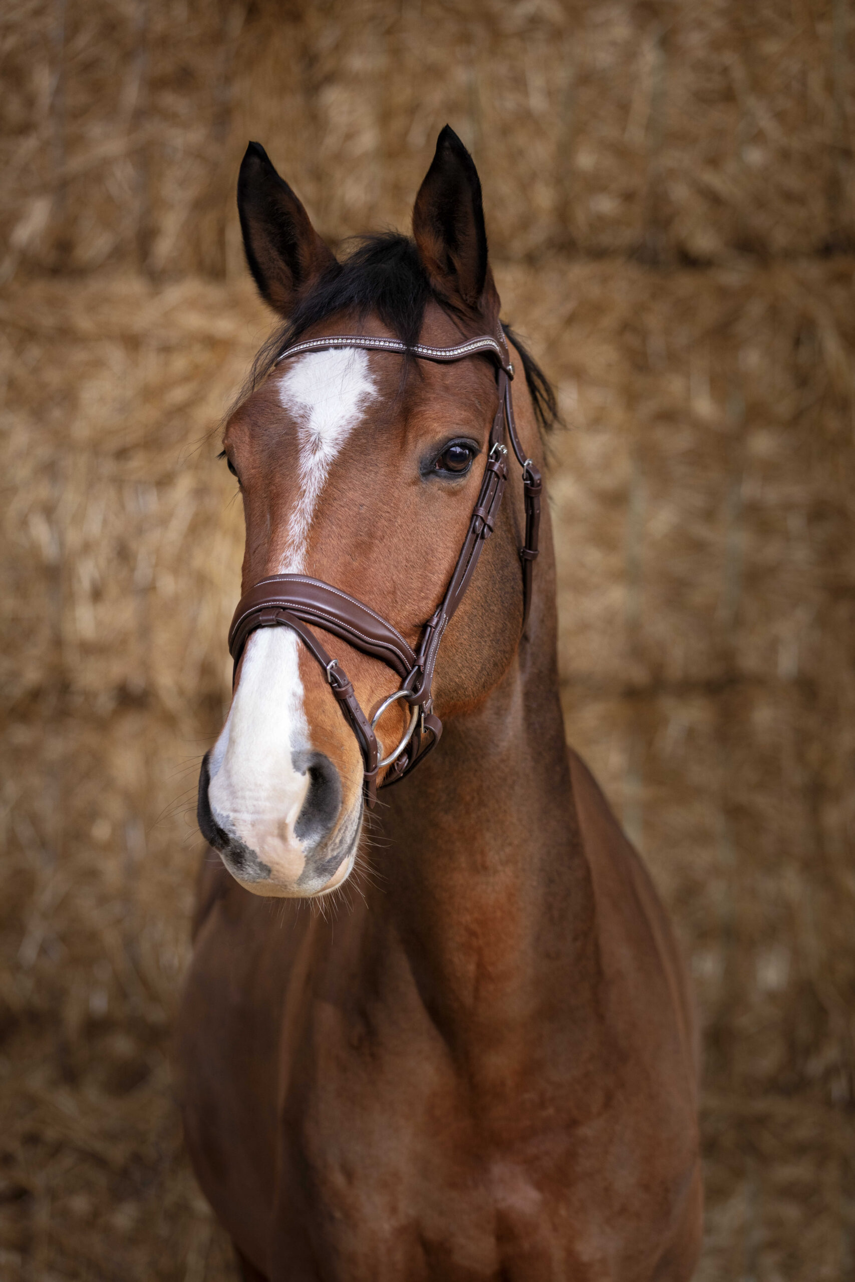 NORTON PRO - Miss - Bridle