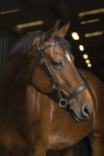 NORTON PRO - Comfort - Sidepull - Image 3