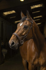 NORTON PRO - Comfort - Sidepull - Image 4