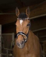 NORTON PRO - Beautiful - Trench