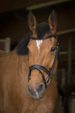 NORTON PRO Bridle - Rock -
