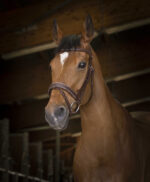 NORTON PRO Bridle - Rock - - Image 4