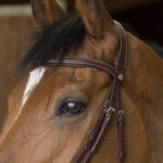 NORTON PRO Bridle - Rock - - Image 5