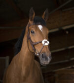 NORTON PRO bridle with crossed noseband - Image 3