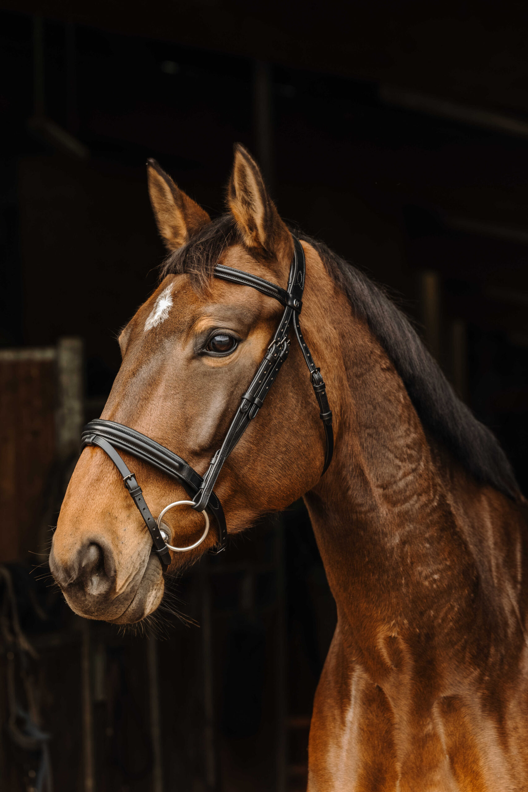 NORTON PRO - Apophyse - Bridle