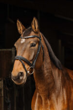 NORTON PRO - Galon - Bridle
