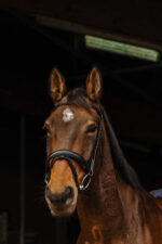 NORTON PRO - Dark - Bridle