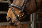 NORTON PRO - Dark - Bridle - Image 2