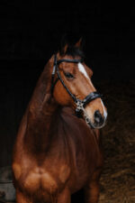 NORTON PRO - Hackamore - Bridle