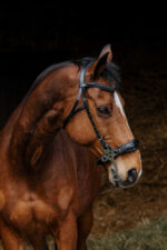 NORTON PRO - Hackamore - Bridle - Image 2