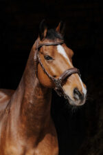 NORTON PRO - Hackamore - Bridle - Image 3