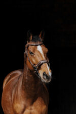 NORTON PRO - Hackamore - Bridle - Image 4