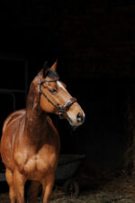 NORTON PRO - Hackamore - Bridle - Image 5