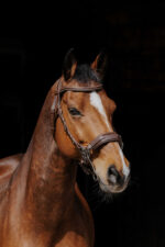 NORTON PRO - Hackamore - Bridle - Image 6