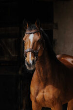 NORTON PRO - Hackamore - Bridle - Image 7