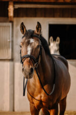 Bridle ERIC THOMAS - Work