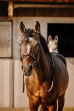 Bridle ERIC THOMAS - Work - Image 3