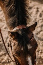 Bridle ERIC THOMAS - Work - Image 5