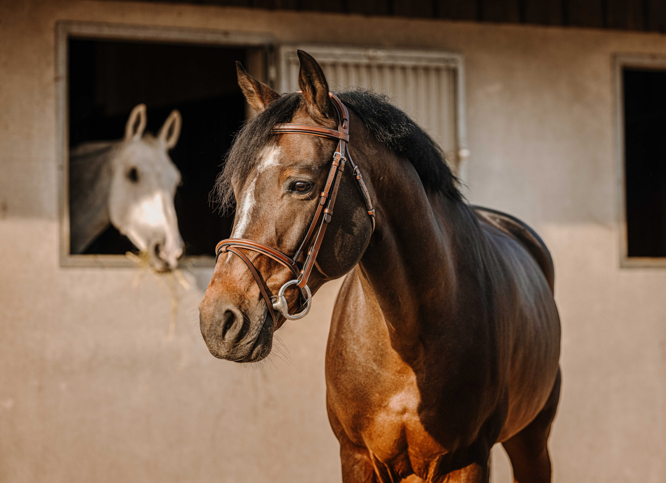 301908318_ambi_1 ERIC THOMAS Zaumzeug - Krone - Image 1