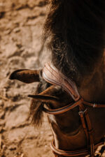 ERIC THOMAS Zaumzeug - Krone - Image 2