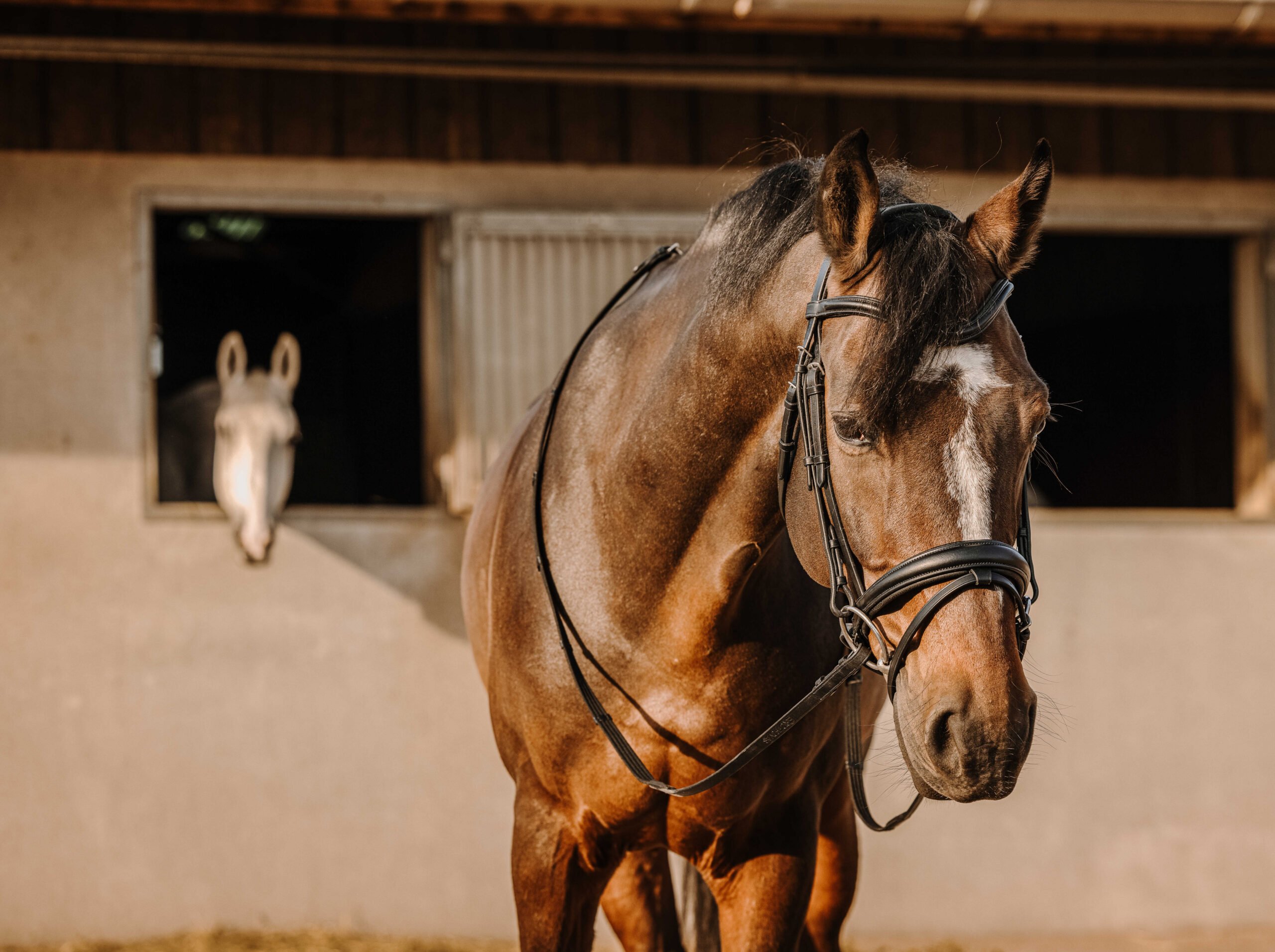 ERIC THOMAS Bridle - Bat