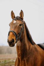 NORTON CLUB - Strass V - Bridle