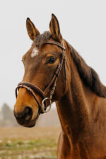 NORTON CLUB - Strass V - Bridle - Image 3