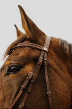 NORTON CLUB - Strass V - Bridle - Image 4