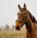 NORTON CLUB - Strass V - Bridle - Image 5